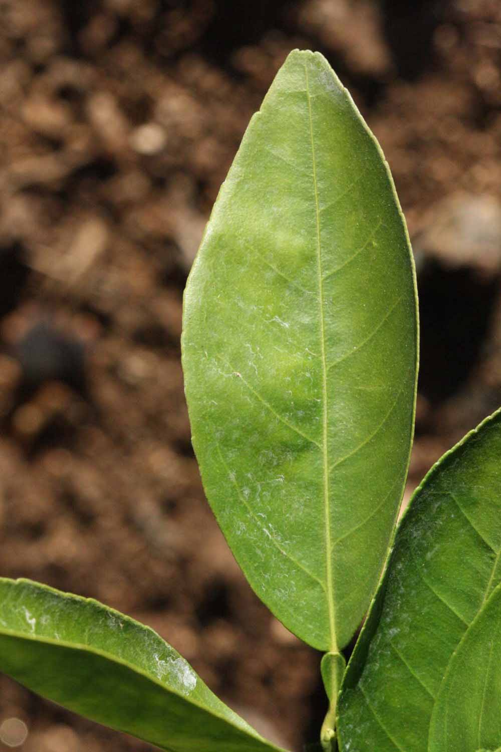            Unifoliolate leaf (Valencia Late, Riverside, CA)   